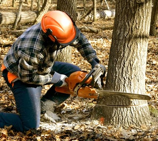 Tree Removal in Guernsey, WY
